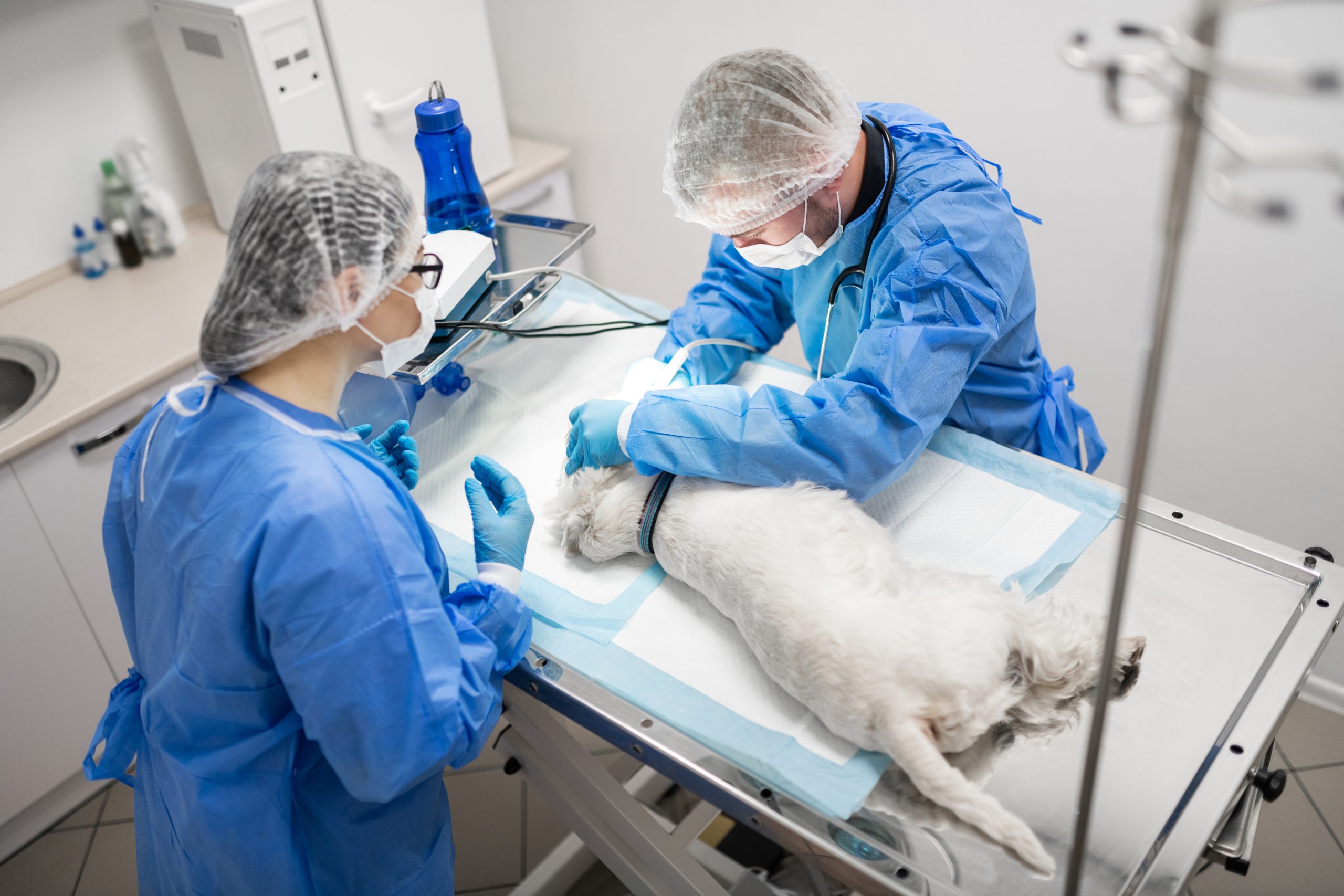 Dog on operating table